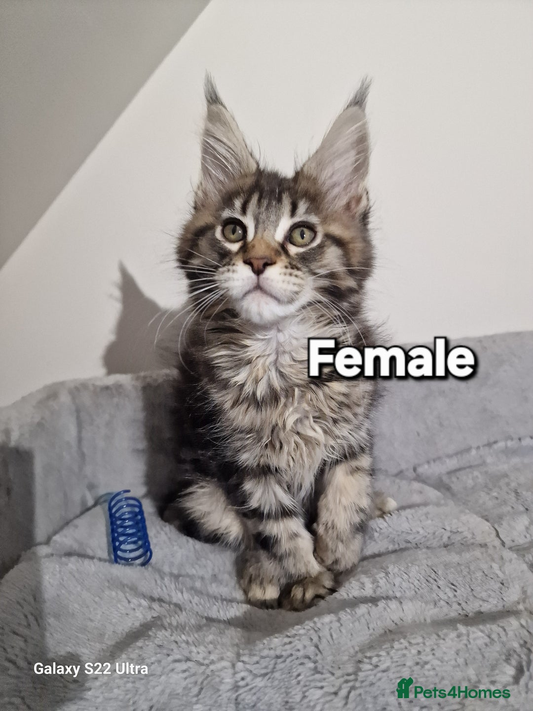 Maine Coon cats for sale: 💥Pure Maine coon😻 - Advert 20