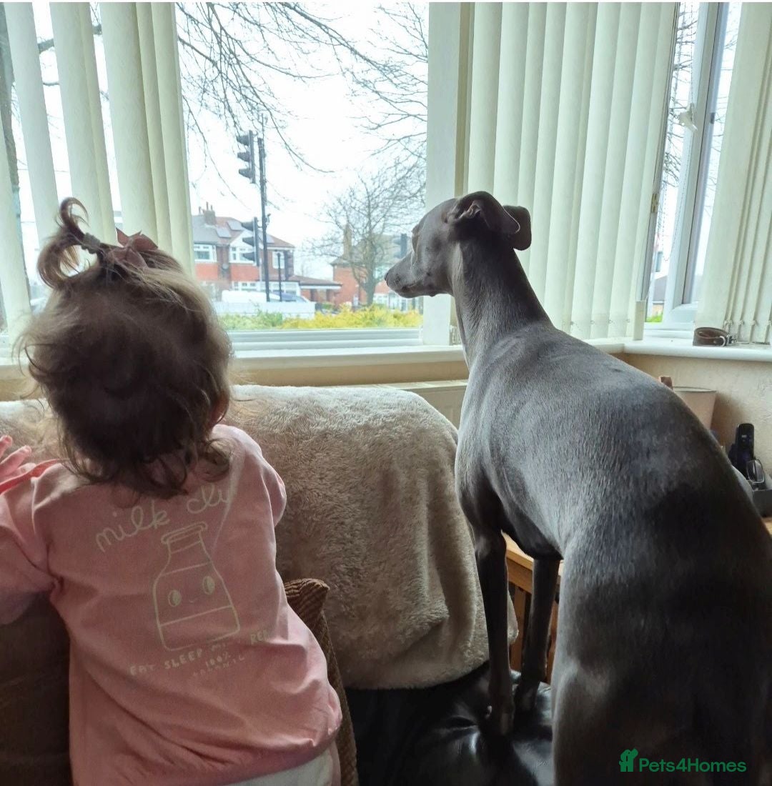 Whippet dogs Beautiful KC Registered Blue Whippet pups for sale - Advert 1