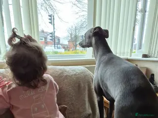 Whippet dogs Beautiful KC Registered Blue Whippet pups for sale - Advert 1