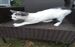 British Shorthair cats for sale: British shorthaired  - Image 2