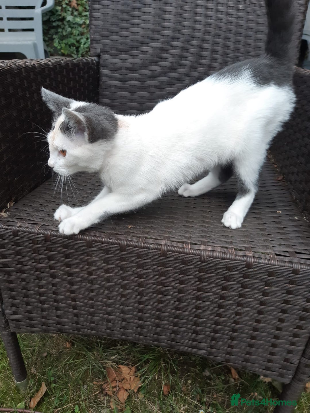British Shorthair cats for sale: British shorthaired  - Image 2