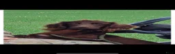 Sprocker dogs for sale: 5* Sprocker puppies - Advert 5