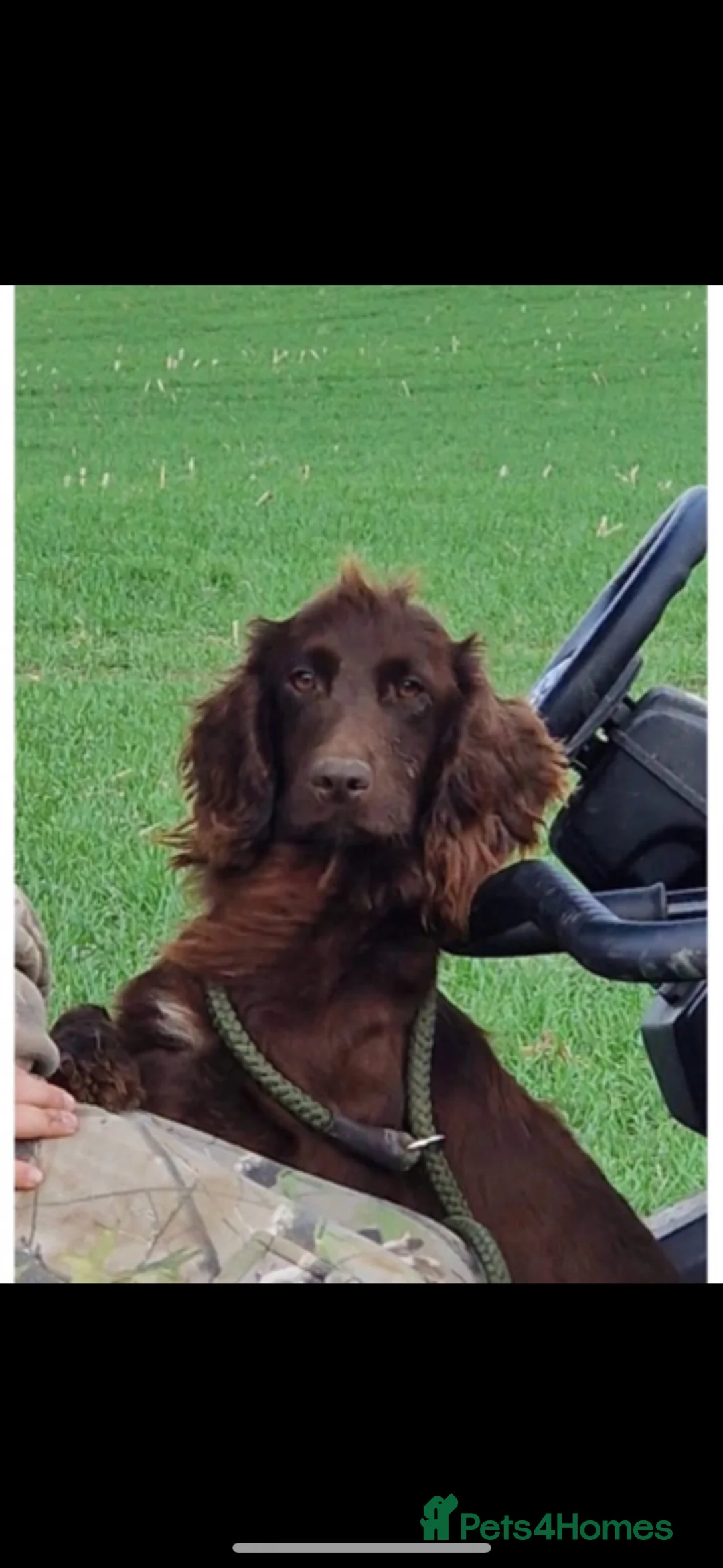 Sprocker dogs for sale: 5* Sprocker puppies - Advert 5