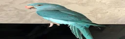 Parrots birds for sale: Baby blue ring neck tamed talking parrot  in Redditch - Advert 3