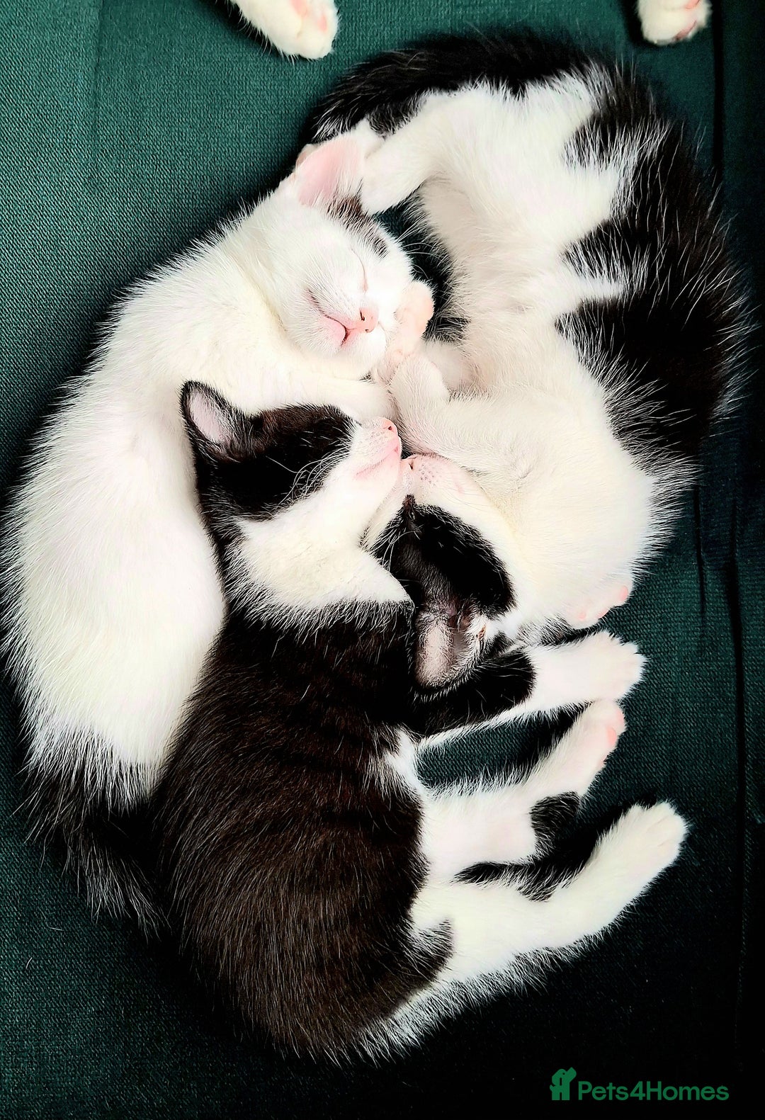 Domestic Shorthair cats for sale: Kittens for sale  - Image 3