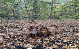 Cocker Spaniel dogs for sale: First and last litter top class red cockers - Image 16