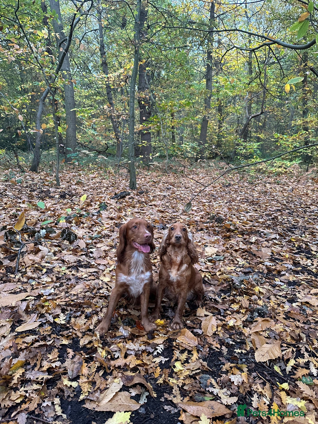 Cocker Spaniel dogs for sale: First and last litter top class red cockers - Image 16
