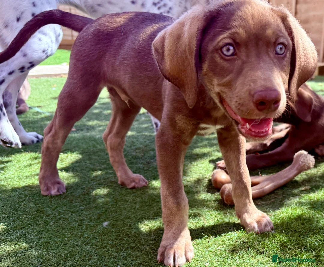 Mixed Breed dogs for sale: ❤️ READY GORGEOUS HUSKY SHEPHERD X WEIM BOY PUPPY  - Advert 9