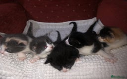 Mixed Breed cats for sale: 5 kittens for sale - Image 19