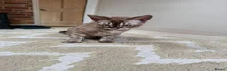 Bengal cats for sale: ⭐⭐⭐ Stunning Rare Charcoal Mink Bengal Kitten ⭐⭐⭐ - Advert 10