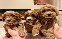 Cavapoo dogs for sale: Outstanding F1B Cavapoo puppies - Image 1