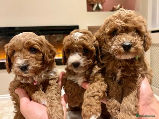 Cavapoo dogs - Advert 13