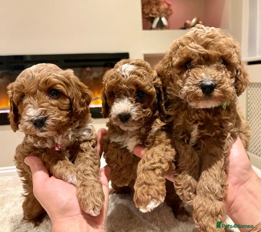 Cavapoo dogs - Advert 1
