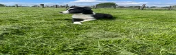 Border Collie dogs for sale: Border collie male  - Advert 3