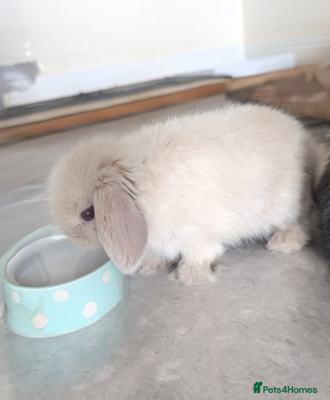 Mini Lop rabbits for sale: Mini loop  - Image 3