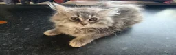 Mixed Breed cats for sale: Super fluffy ragdoll kittens. Cuddly teddy bears - Advert 30