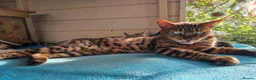 Mixed Breed cats for sale: Bengal,Siamese, Maine coon mix kittens.  - Advert 27