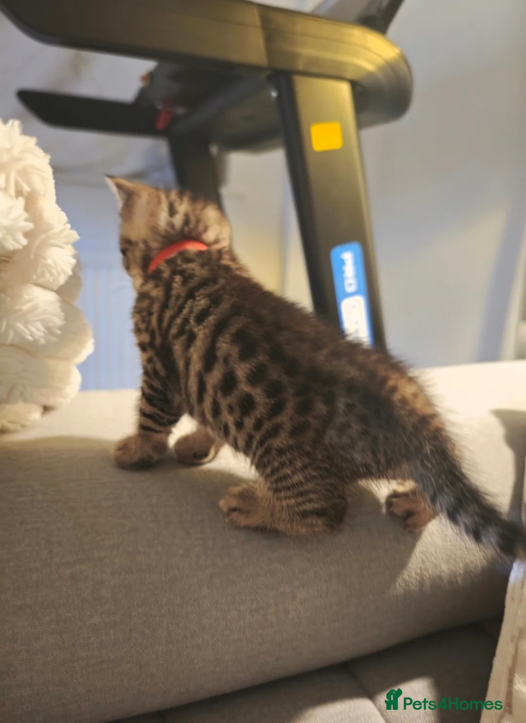 Mixed Breed cats for sale: Bengal cross BSH kittens in Wigston - Advert 2