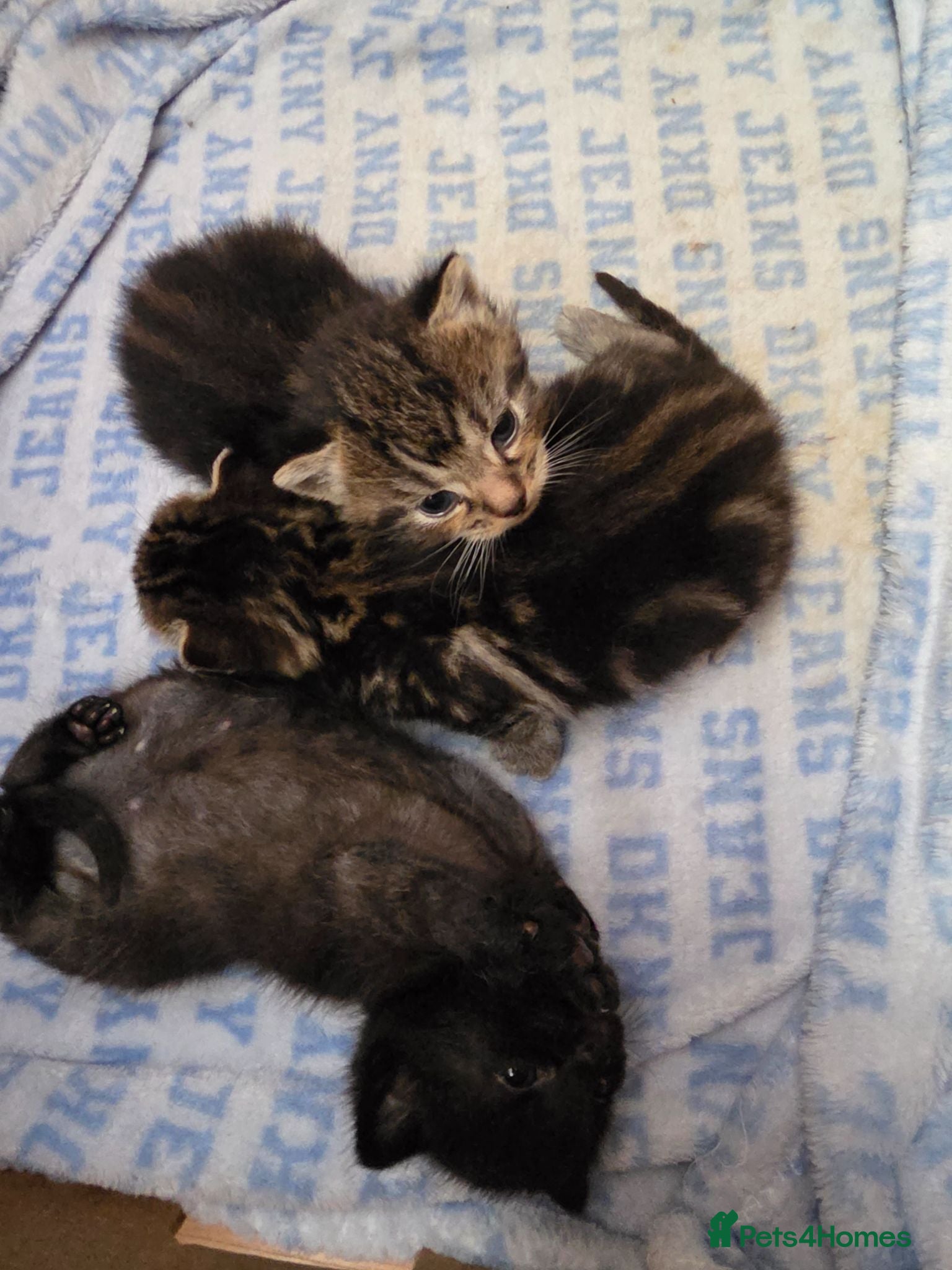 Mixed Breed cats Mix breed kittens - Advert 4