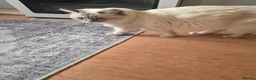 Ragdoll cats for sale: Ragdoll female  - Advert 3