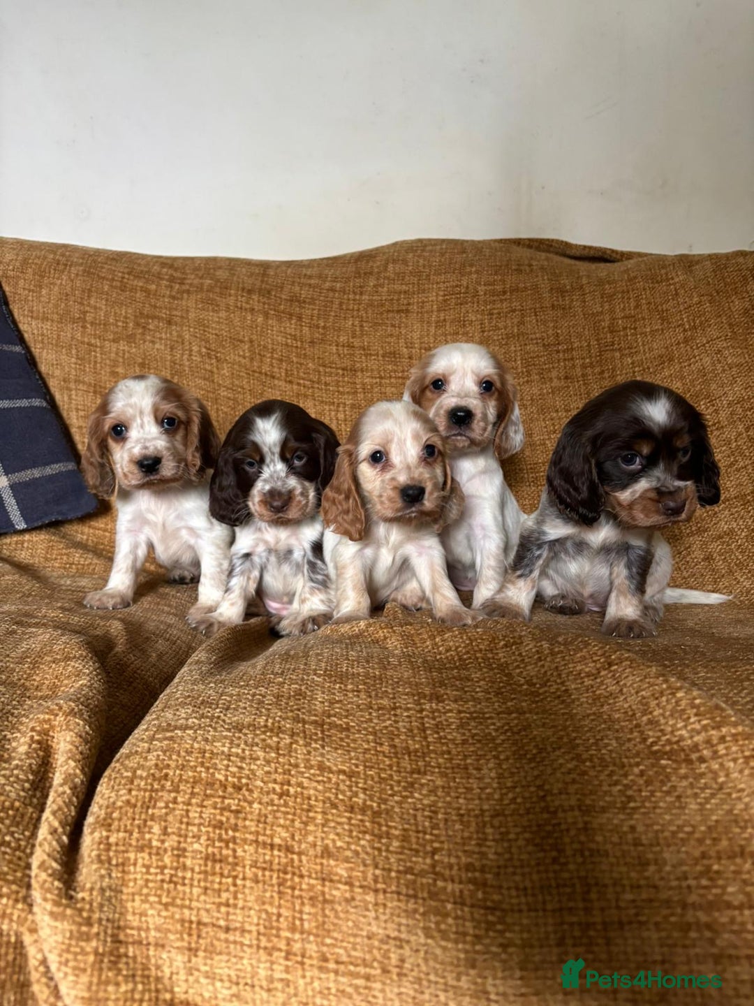 Cocker Spaniel dogs for sale: stunning pure show cockers health tested puppies - Image 10