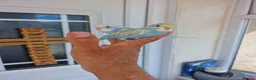 Budgerigars birds for sale: Super Silly hand tamed budgie - Advert 4
