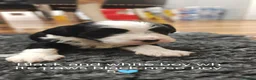 Havanese dogs for sale: Superb litter of K. C Registered havanese puppies - Advert 24