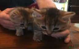 Mixed Breed cats for sale: Beautiful Fluffy Tabby Siblings for sale - Image 1