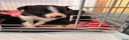 Sprollie dogs for sale: 5 females and 1 male available Sprollie puppies - Advert 7