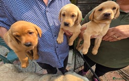 Labrador Retriever dogs for sale: Kc reg  yellow lab puppies 🐶  - Image 16
