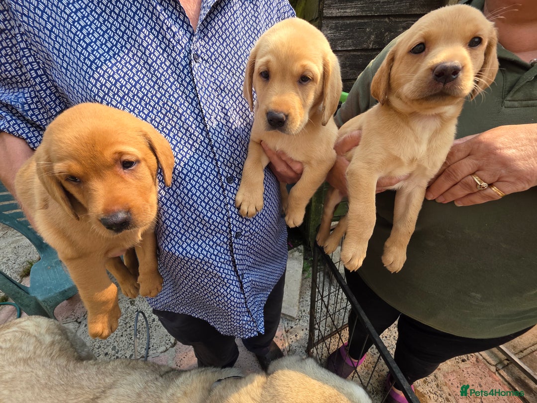 Labrador Retriever dogs for sale: Kc reg  yellow lab puppies 🐶  - Image 16