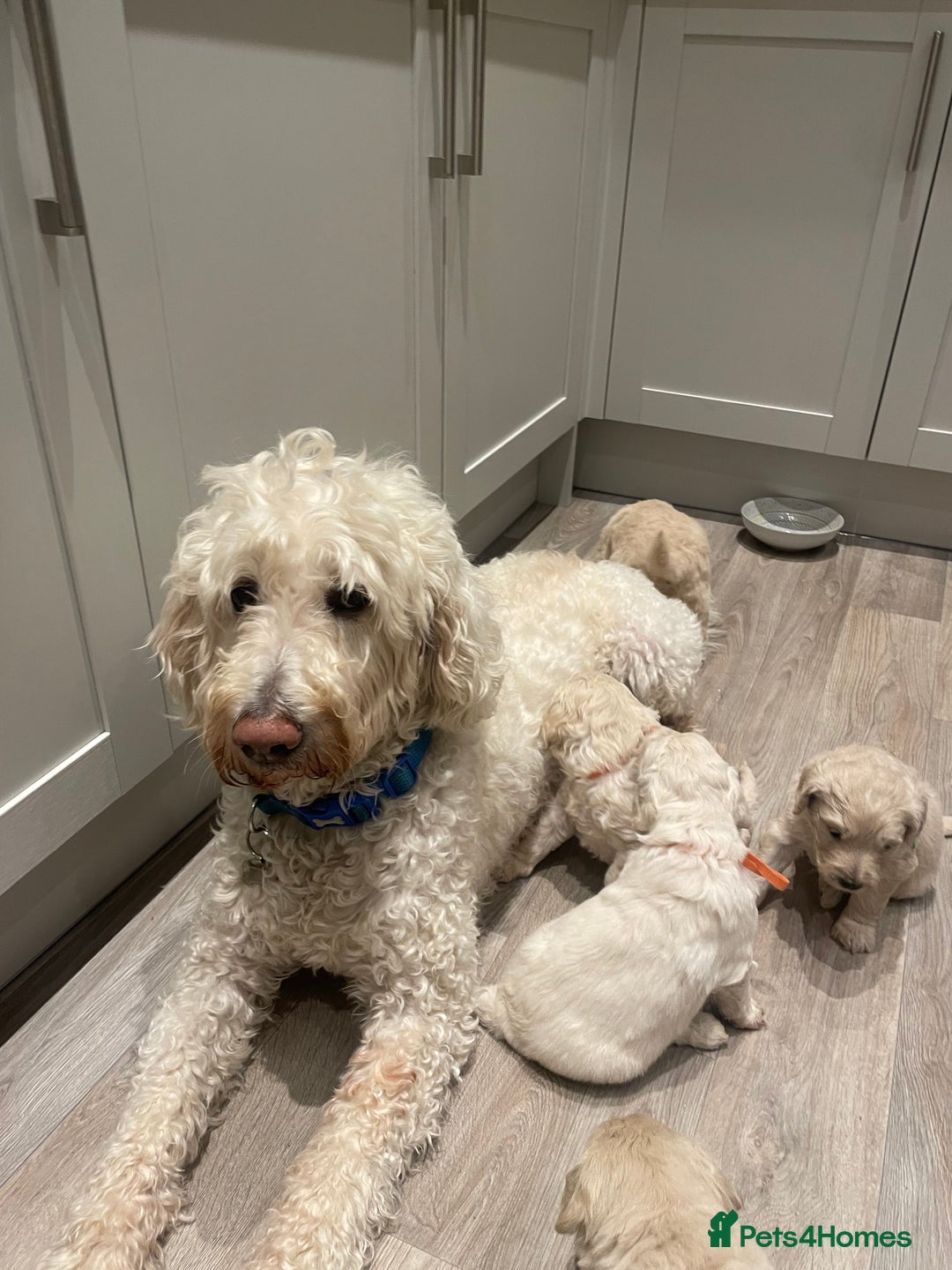 Goldendoodle dogs for sale: Golden doodle puppies  - Advert 7