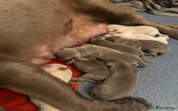 Labrador Retriever dogs for sale:  Stunning Pure Pedigree silver/Champagne puppies  - Image 6