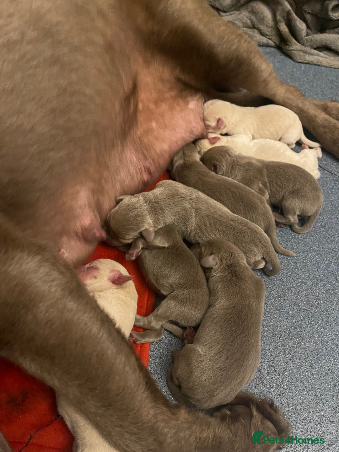 Labrador Retriever dogs for sale:  Stunning Pure Pedigree silver/Champagne puppies  - Image 6