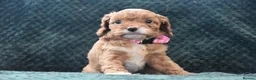 Cavapoo dogs for sale: Toy F1 Cavapoo Puppies Fully Dna Clear. - Advert 14