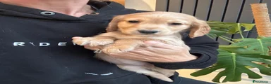 Cocker Spaniel 6