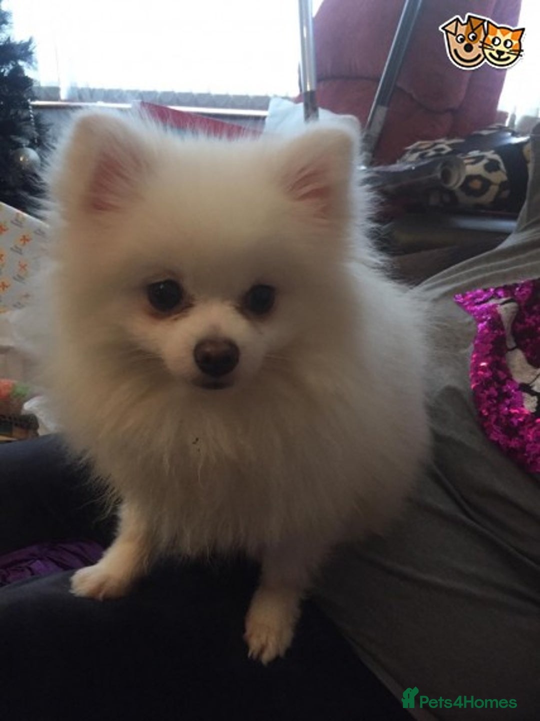 Pomchi dogs for stud: Best stud around Champions in every generation  in Coventry - Image 9