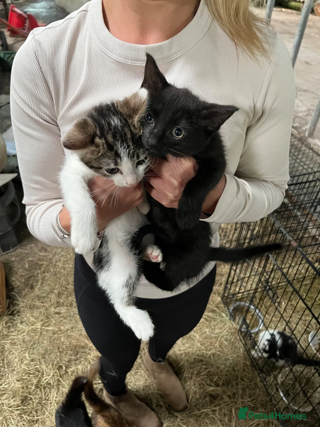 Mixed Breed cats for sale: Beautiful kittens for sale - Advert 5