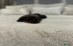 Dachshund dogs for sale: dachshund pups dapple and black & tan - Advert 16