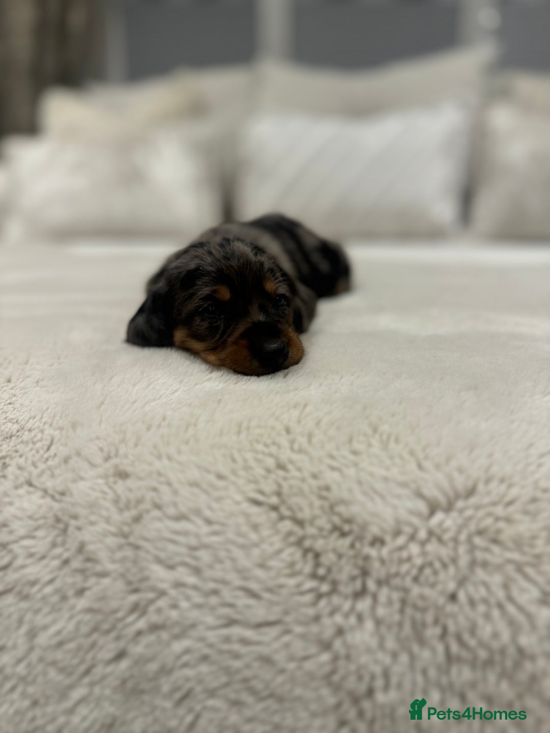Dachshund dogs for sale: dachshund pups dapple and black & tan - Advert 16