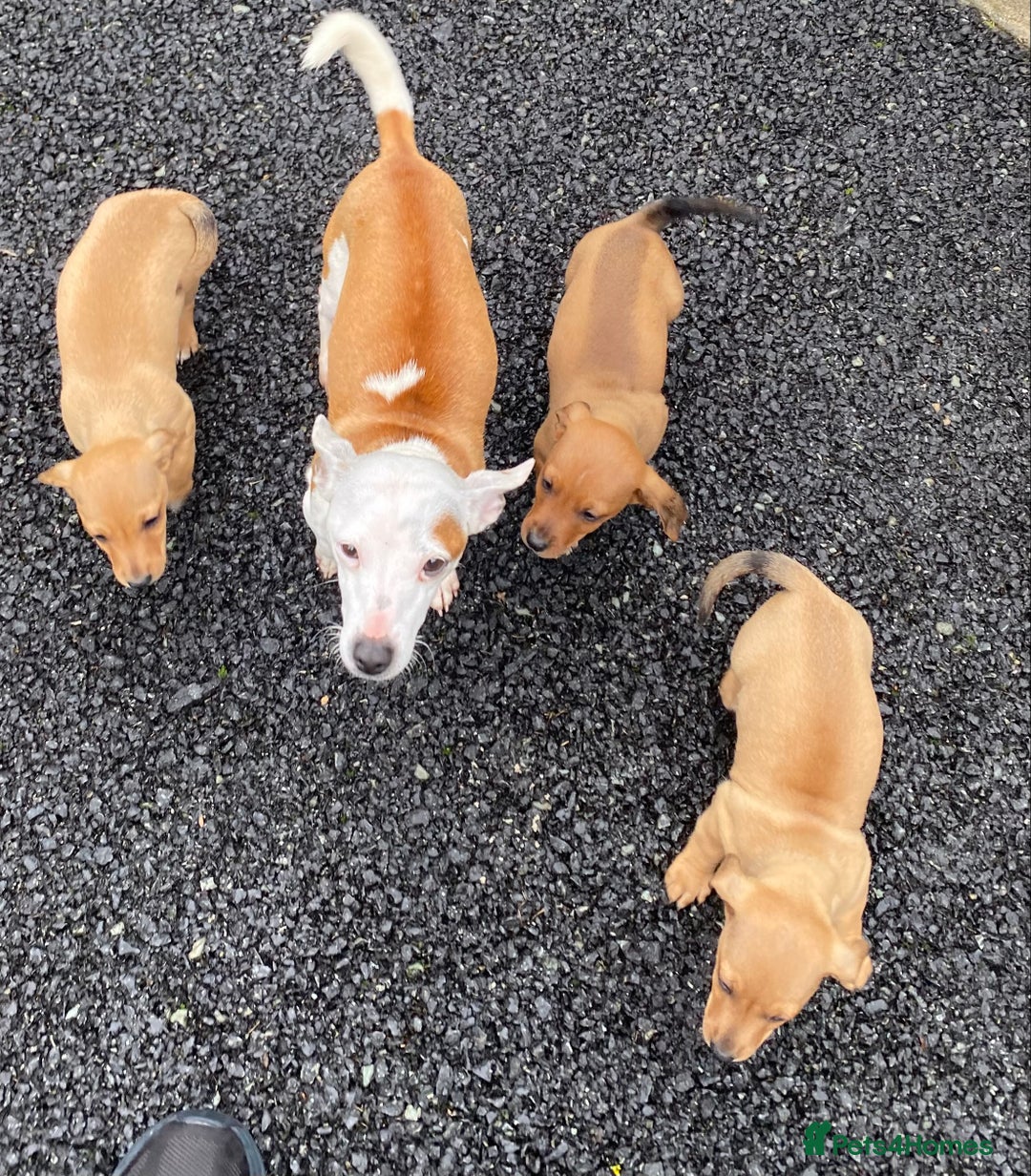 Mixed Breed dogs for sale: jack russell x daschound puppies  - Image 8