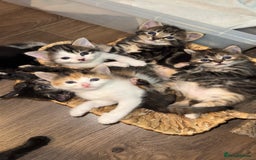 Mixed Breed cats for sale: Beautiful kittens!!!!! READY from 7/08/25 - Image 1