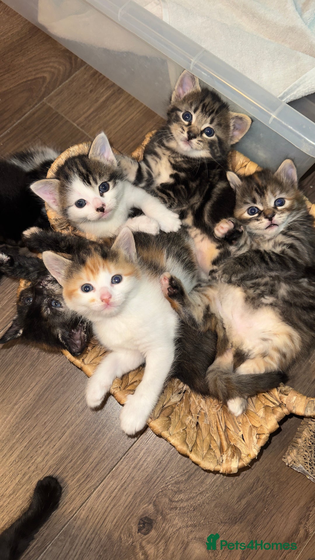Mixed Breed cats for sale: Beautiful kittens!!!!! READY from 7/08/25 - Image 1