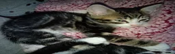Mixed Breed cats for sale: 3 beautiful kittens  in Cheltenham - Advert 3