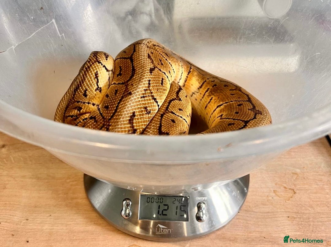 Python Snake reptiles for sale: Royal pythons looking for new home - Image 8