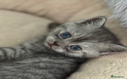 British Shorthair cats for sale: 1 Smoky Female British shorthair  - Image 1