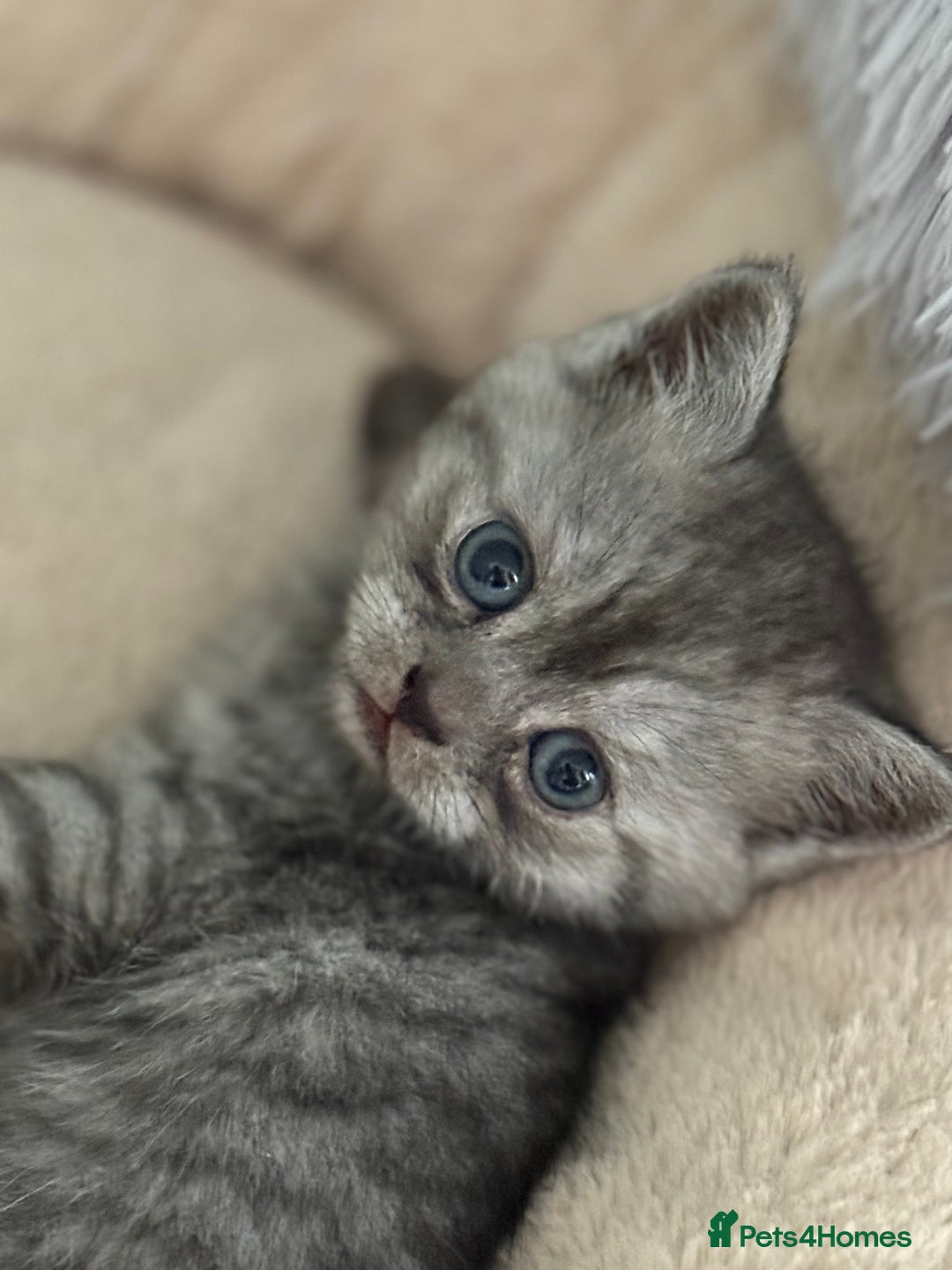 British Shorthair cats for sale: 1 Smoky Female British shorthair  - Image 1