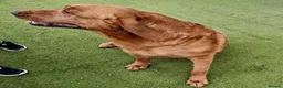 Goldador dogs for sale: Goldador Puppies  - Advert 1