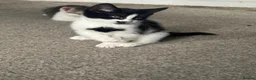 British Longhair cats for sale: British Longhair Tuxedo Girl - Advert 2
