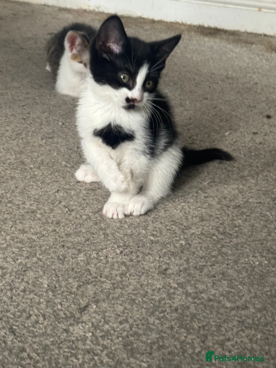 British Longhair cats for sale: British Longhair Tuxedo Girl - Advert 2